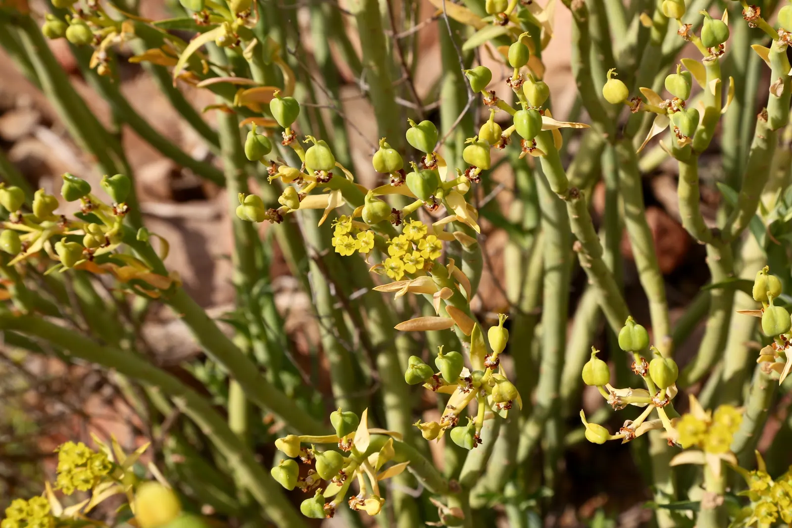 Golden Spurge (Euphorbia Mauritanica) — succulent plant native to South Africa