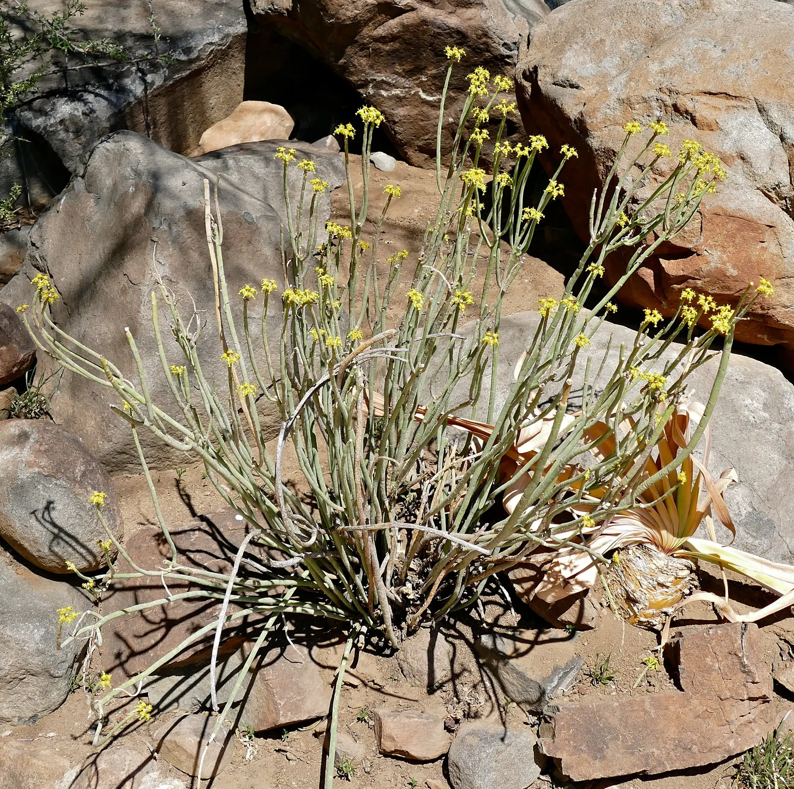 Golden Spurge (Euphorbia Mauritanica) — this low-maintenance plant prefers full sun to partial shade and well-drained soils; the Golden Spurge, or, image 52