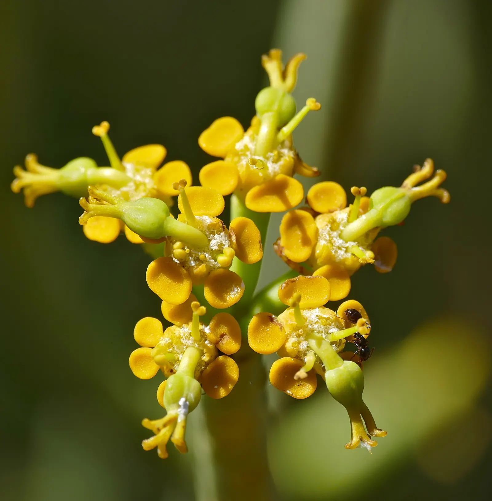 Golden Spurge (Euphorbia Mauritanica) — Caution: sap may irritate skin and eyes; succulent plant native to South Africa