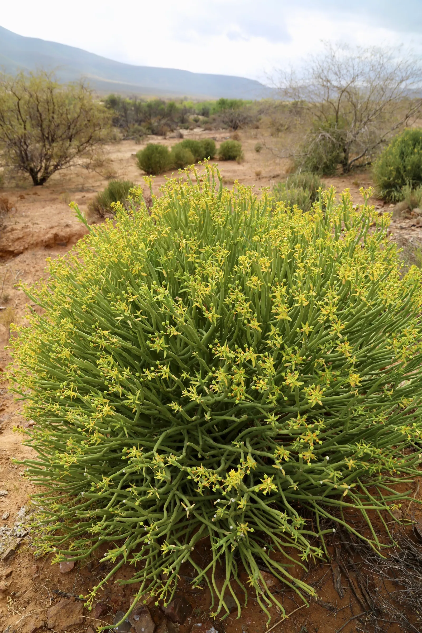 Golden Spurge (Euphorbia Mauritanica) — The Golden Spurge, or Euphorbia mauritanica, is a drought-resistant succulent, reaching 3 feet in height, image 49