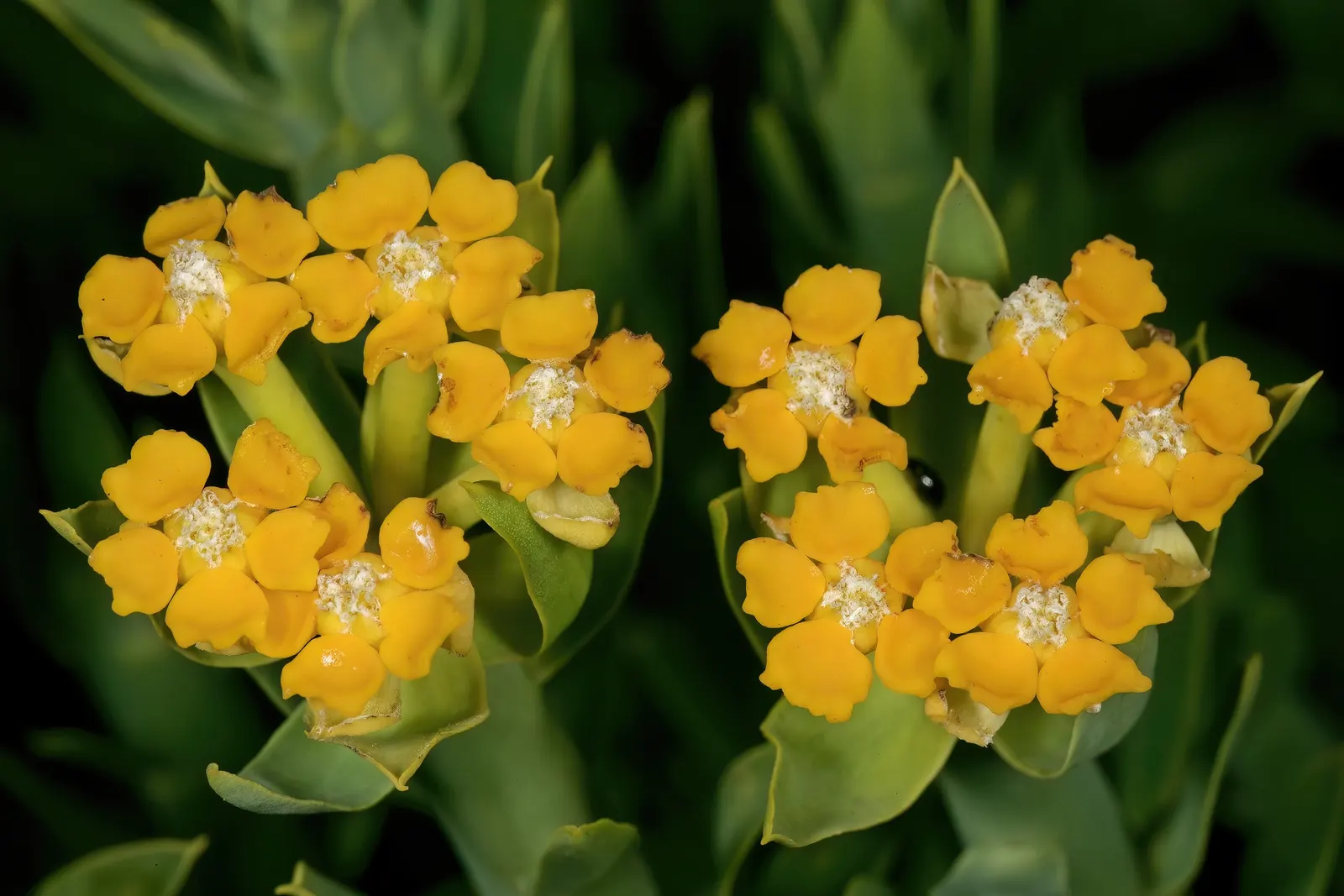 Golden Spurge (Euphorbia Mauritanica) — preferring full sun to partial shade exposure; its pencil-like, radiant green stems yield clusters of bright yellow