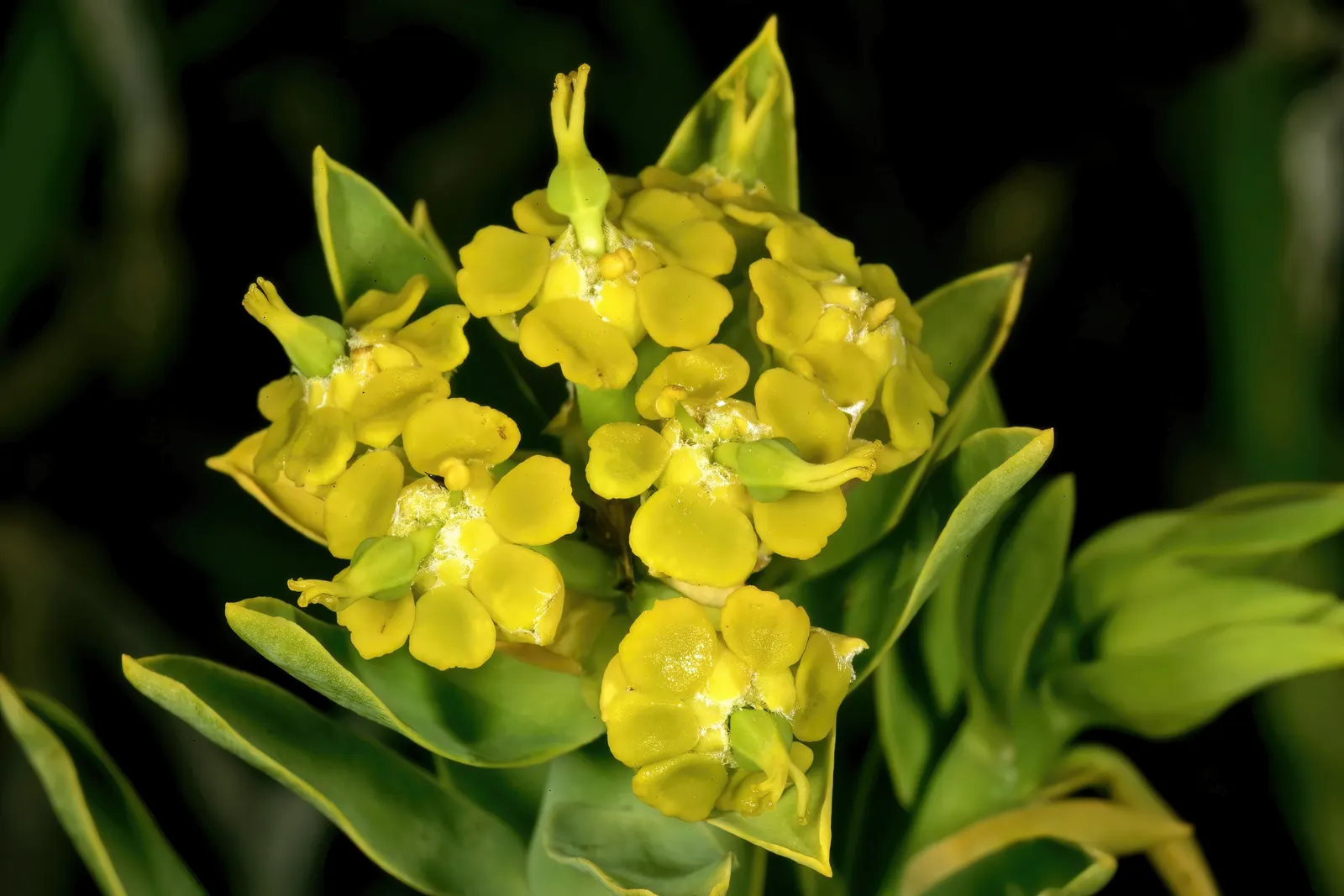 Golden Spurge (Euphorbia Mauritanica) — the Golden Spurge requires minimal watering once established