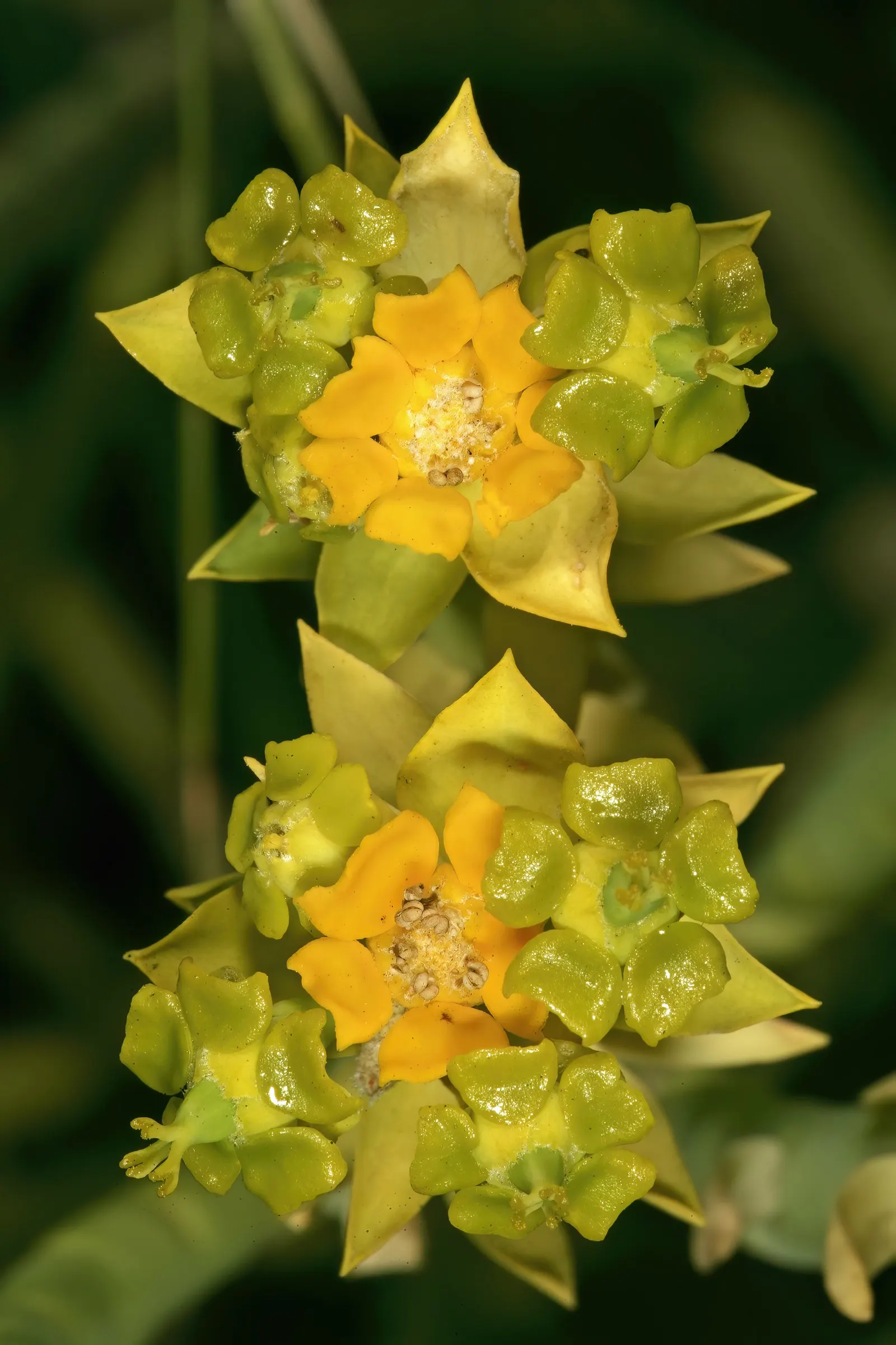 Golden Spurge (Euphorbia Mauritanica) — Its light requirements ensure it flourishes and produces the vibrant yellow; it's admired for its pencil-like