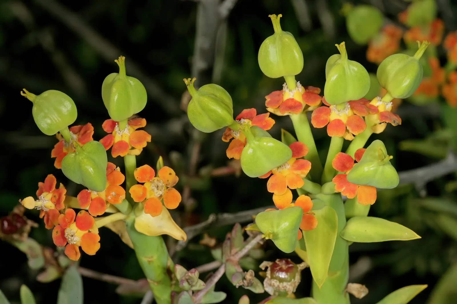 Golden Spurge (Euphorbia Mauritanica) — adding a splash of color to gardens.<br><br>Being drought-resistant; cactus / succulent with yellow blooms