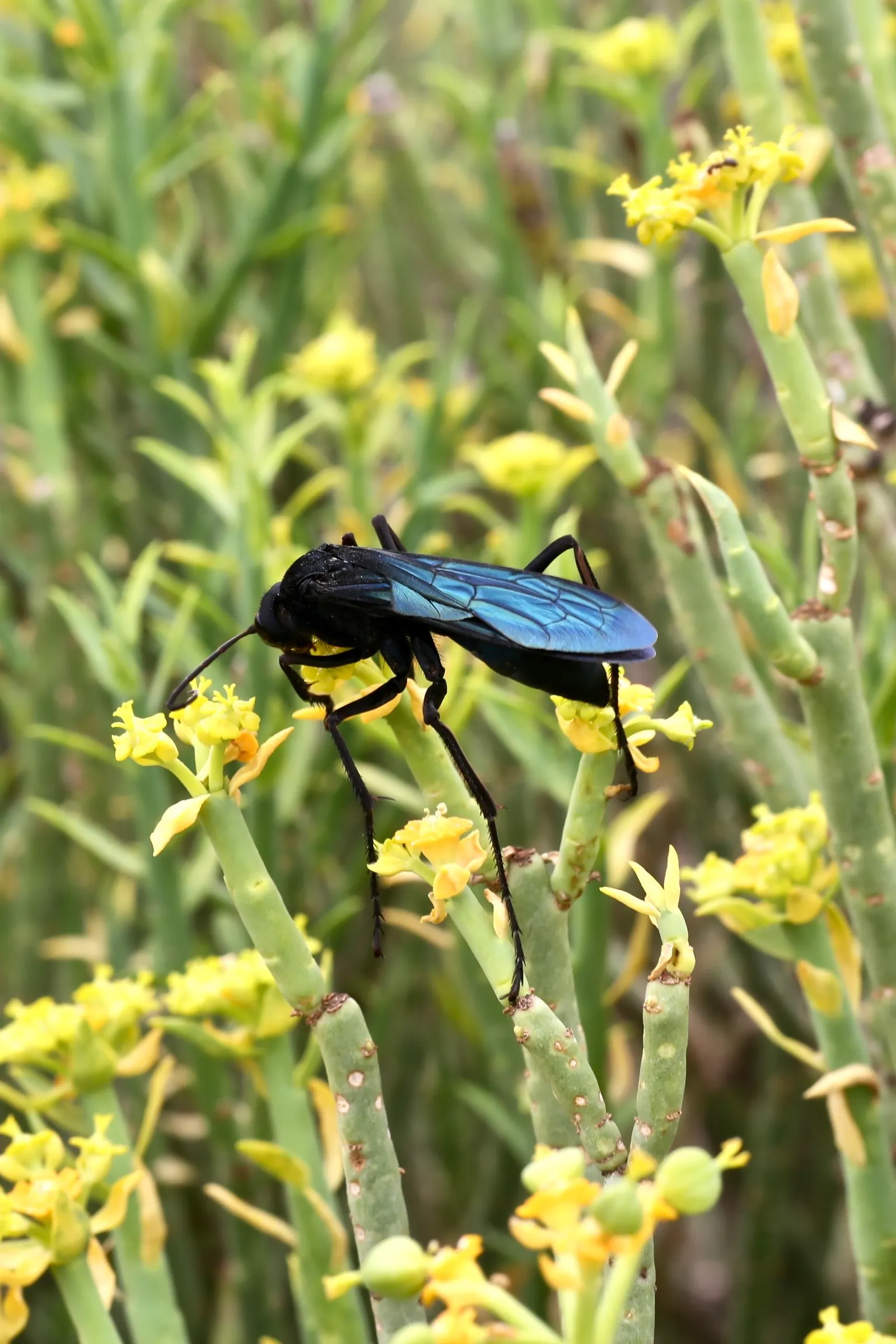 Golden Spurge (Euphorbia Mauritanica) — Thriving in USDA zones 9-11; so be sure to handle with care - gloves are advisable.<br><br>As part of the, image 51