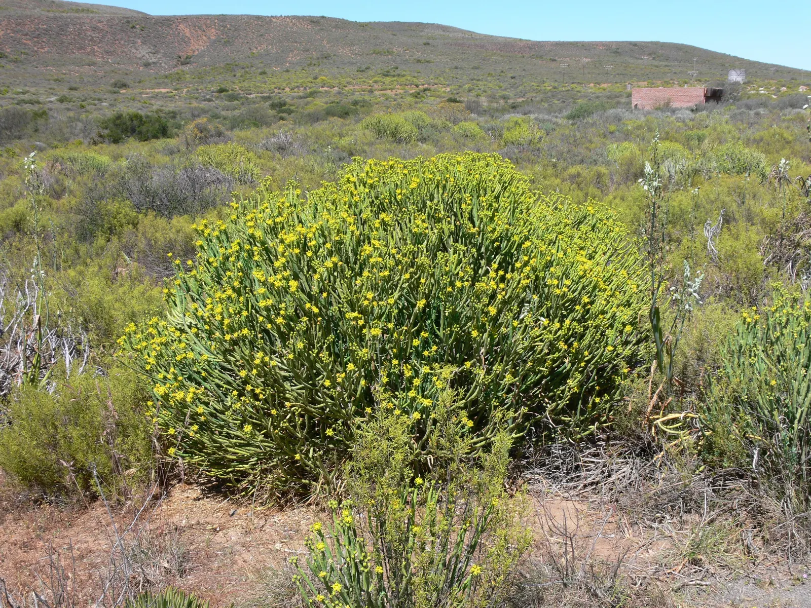 Golden Spurge (Euphorbia Mauritanica) — Euphorbia mauritanica pairs well with other low-water plants and can serve as a year-round green presence; fleshy green