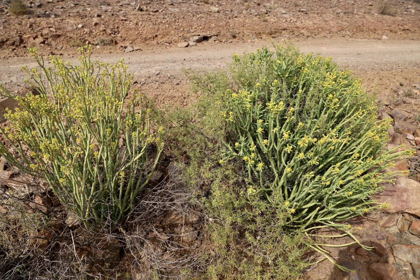 Golden Spurge (Euphorbia Mauritanica) — It's admired for its pencil-like; its light requirements ensure it flourishes and produces the vibrant yellow