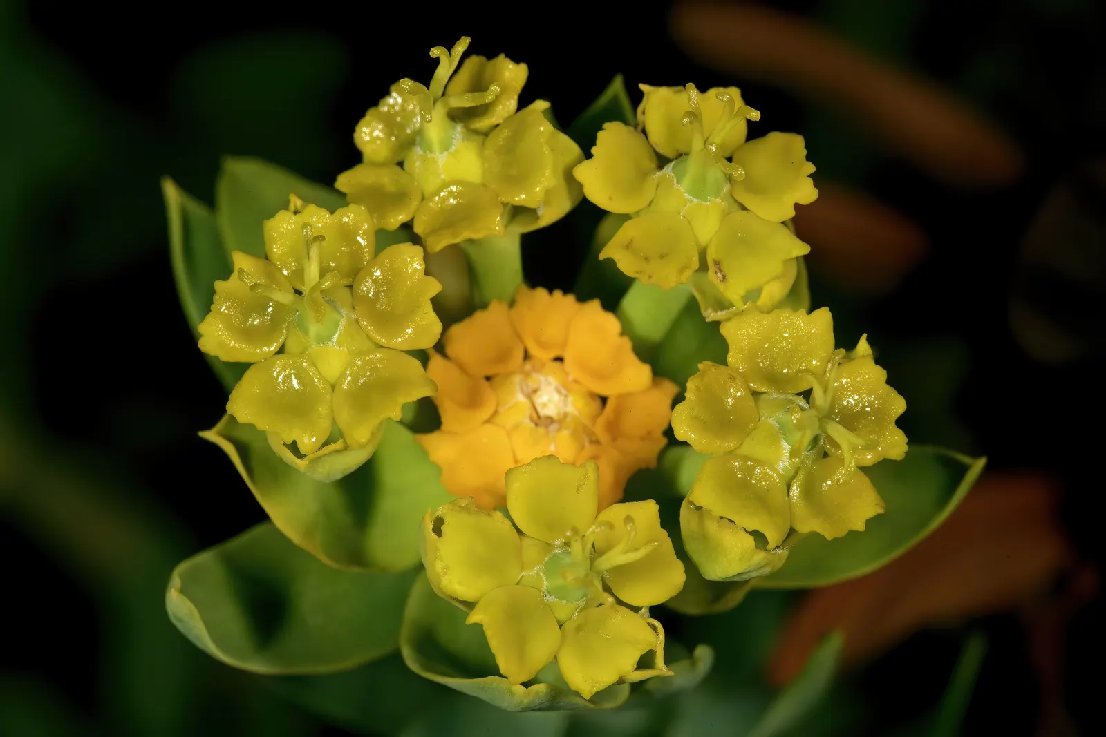 Golden Spurge (Euphorbia Mauritanica) — It's admired for its pencil-like
