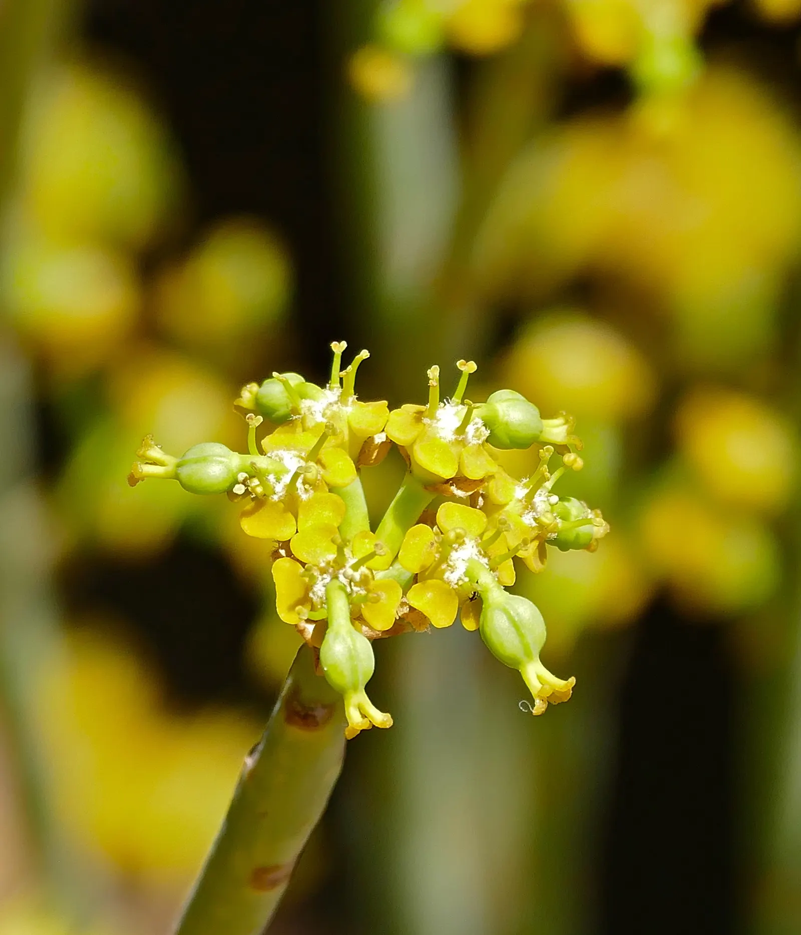 Golden Spurge (Euphorbia Mauritanica) — Euphorbia mauritanica pairs well with other low-water plants and can serve as a year-round green presence