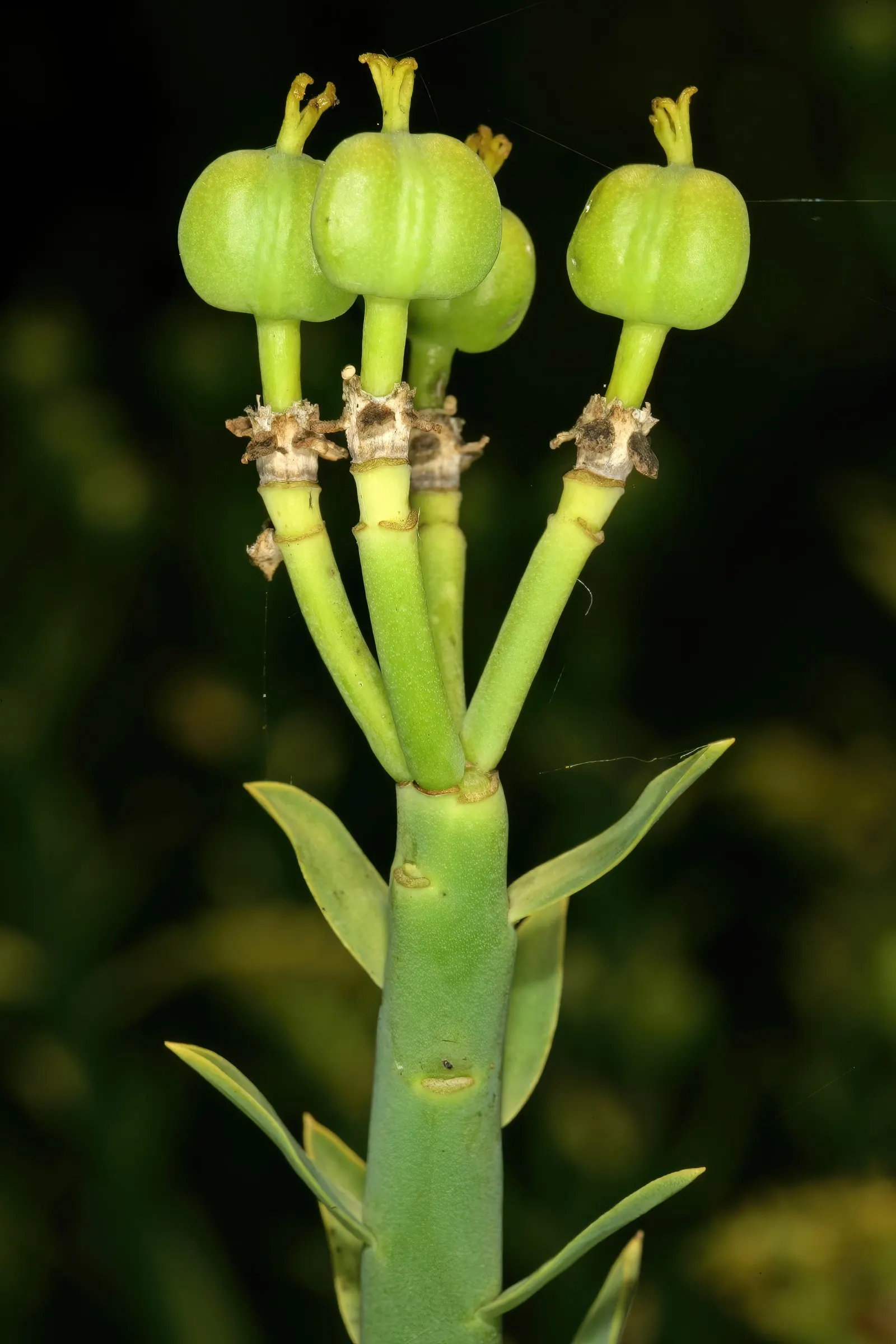 Golden Spurge (Euphorbia Mauritanica) — so be sure to handle with care - gloves are advisable.<br><br>As part of the landscape palette