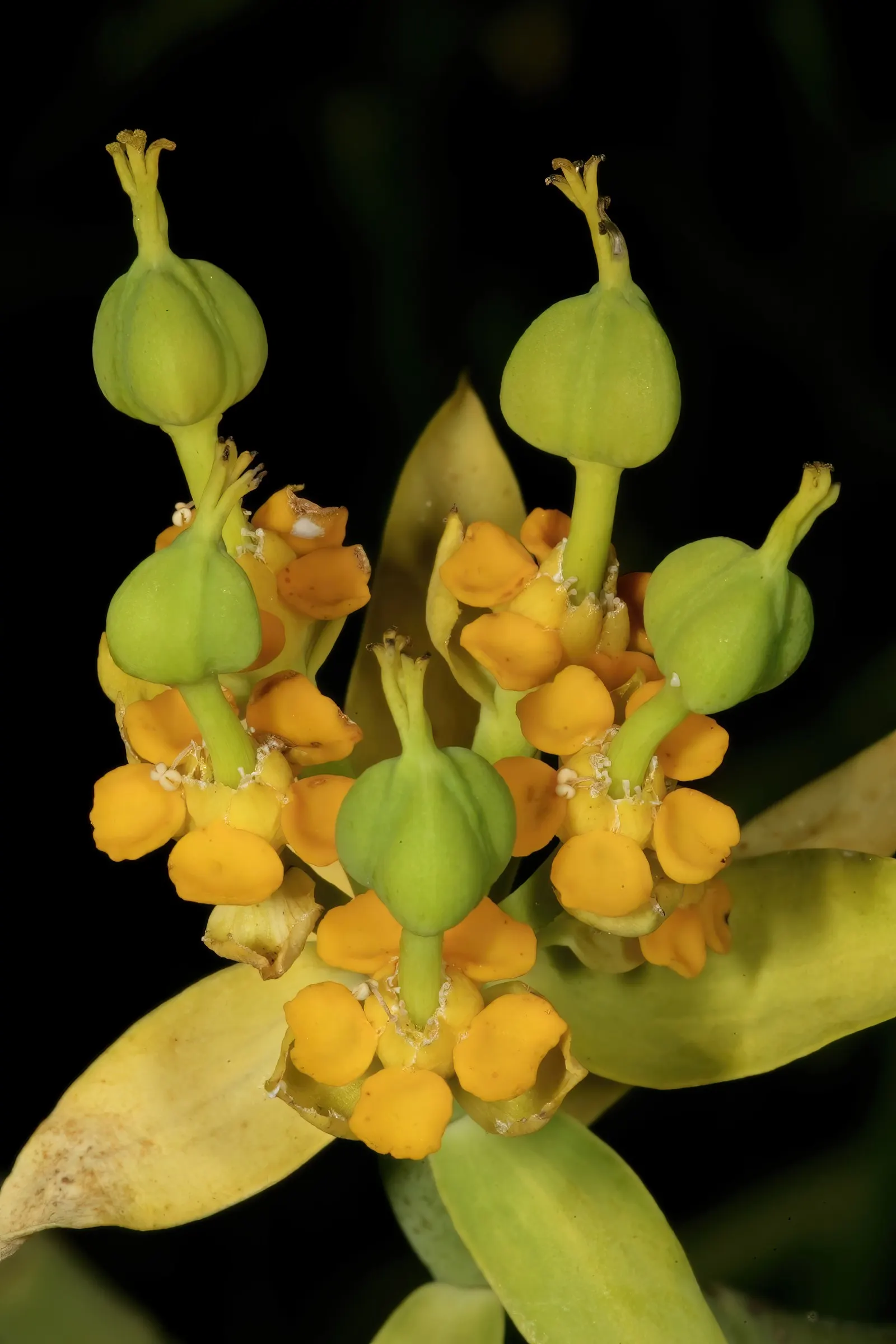 Golden Spurge (Euphorbia Mauritanica) — emphasizing the importance of well-draining soil to prevent root rot