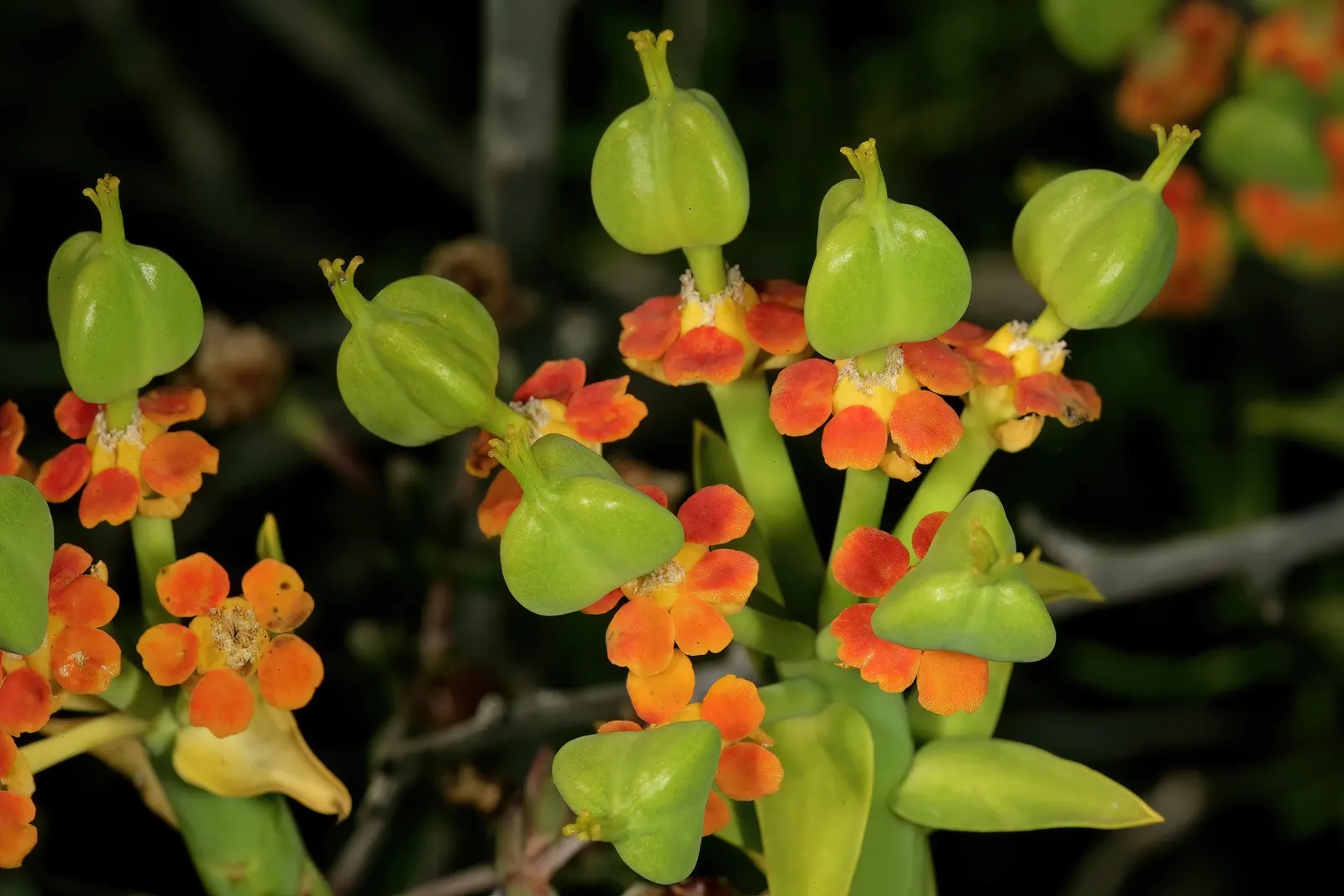 Golden Spurge (Euphorbia Mauritanica) — cactus / succulent with yellow blooms; adding a splash of color to gardens.<br><br>Being drought-resistant