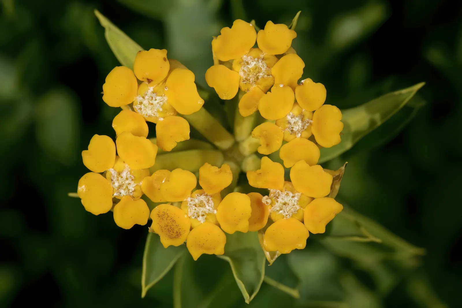 Golden Spurge (Euphorbia Mauritanica) — cactus / succulent with yellow blooms