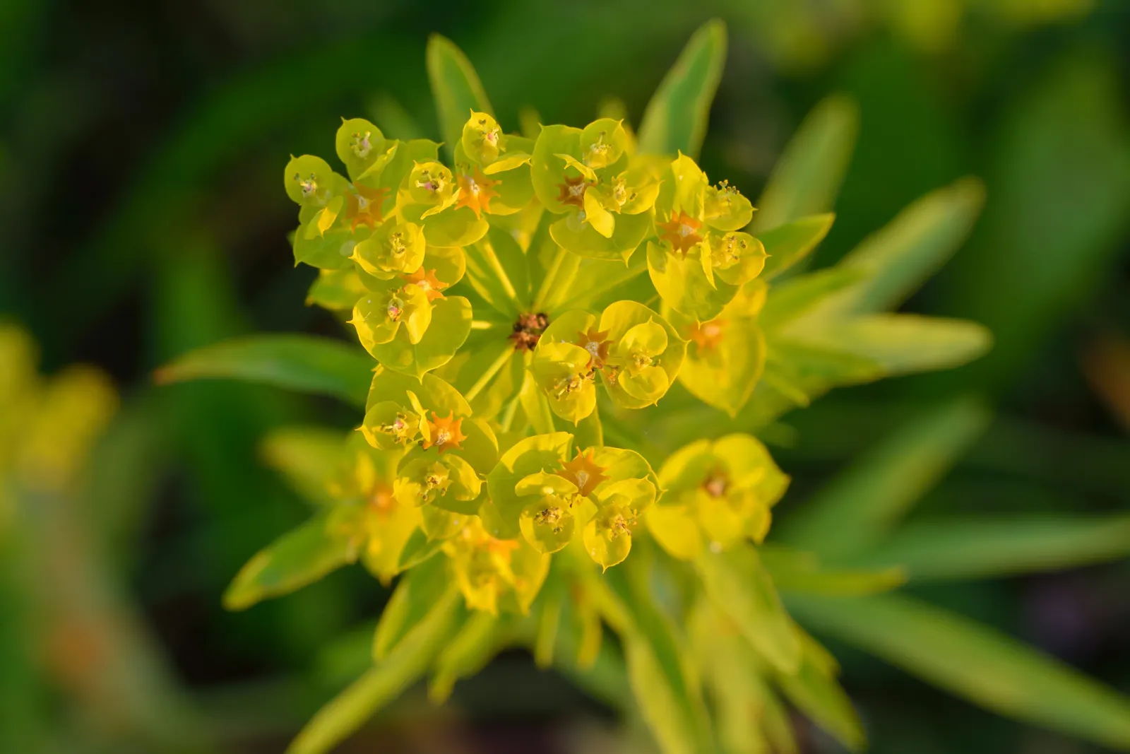 Golden Spurge (Euphorbia Mauritanica) — emphasizing the importance of well-draining soil to prevent root rot; clustered blooms encircled with bright yellow