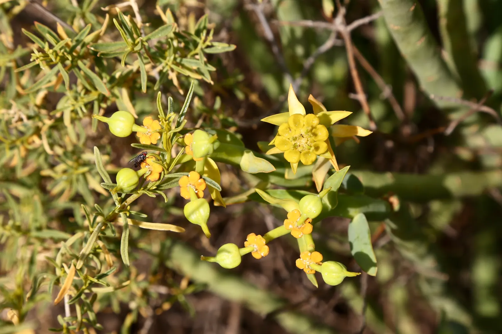 Golden Spurge (Euphorbia Mauritanica) — making it a practical and aesthetically pleasing addition to any garden design; cactus / succulent for full or half