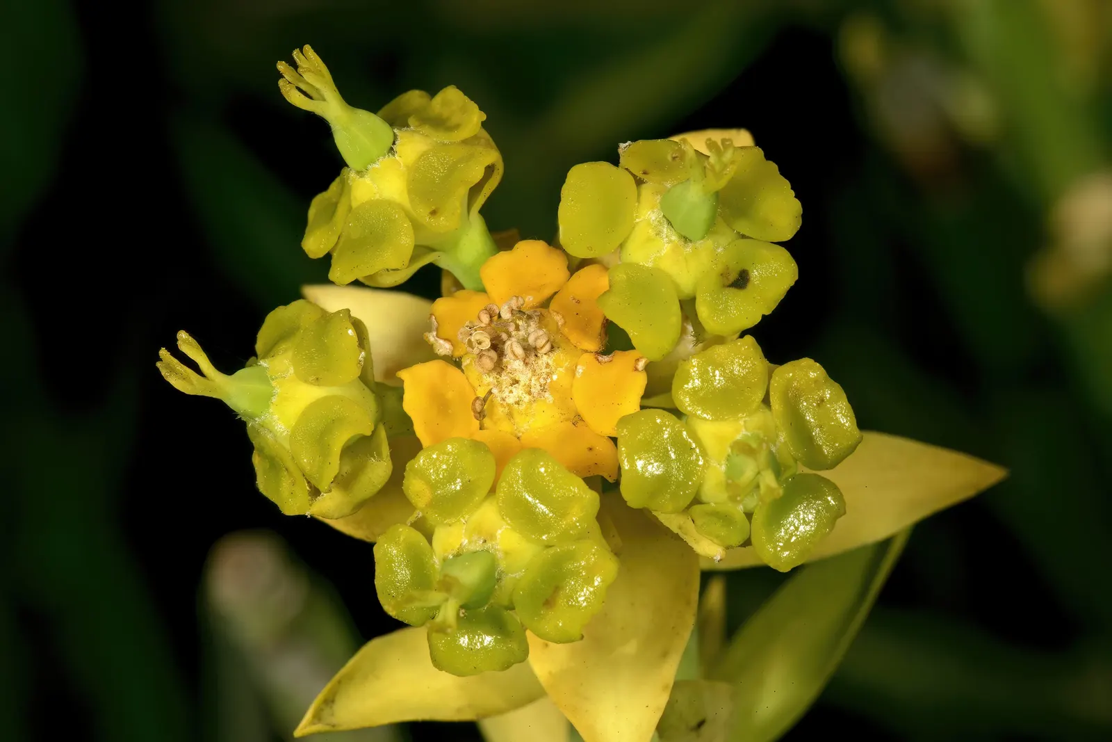 Golden Spurge (Euphorbia Mauritanica) — yellow flowers in the garden
