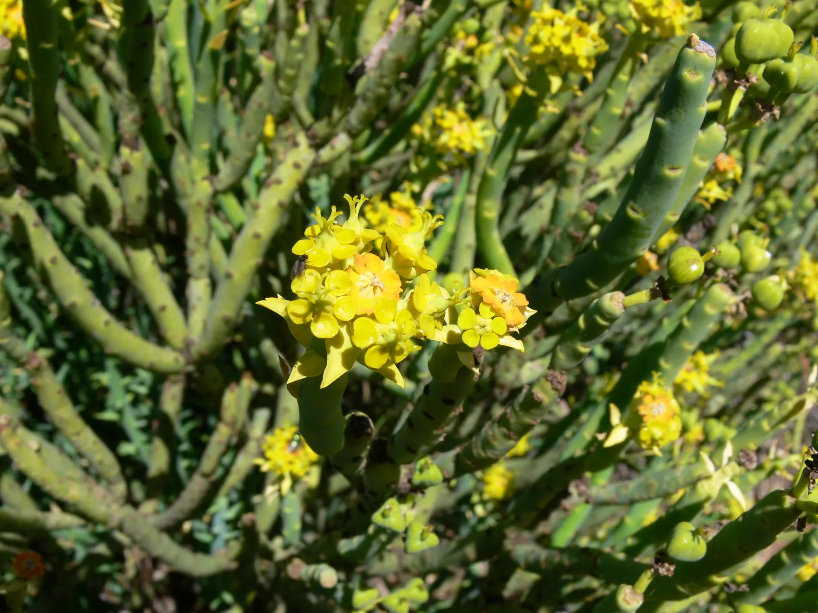 Golden Spurge (Euphorbia Mauritanica) — Thriving in USDA zones 9-11