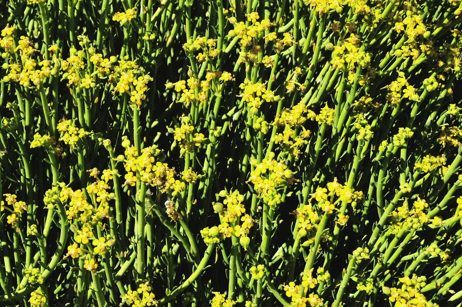 Golden Spurge (Euphorbia Mauritanica) — the Golden Spurge requires minimal watering once established; ideal for xeriscapes and coastal settings