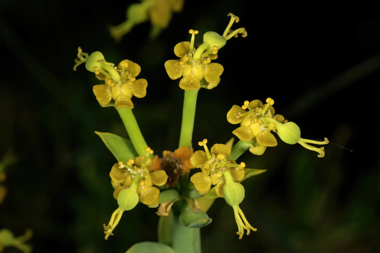 Golden Spurge (Euphorbia Mauritanica) — Its pencil-like, radiant green stems yield clusters of bright yellow blossoms, mainly in late winter to spring