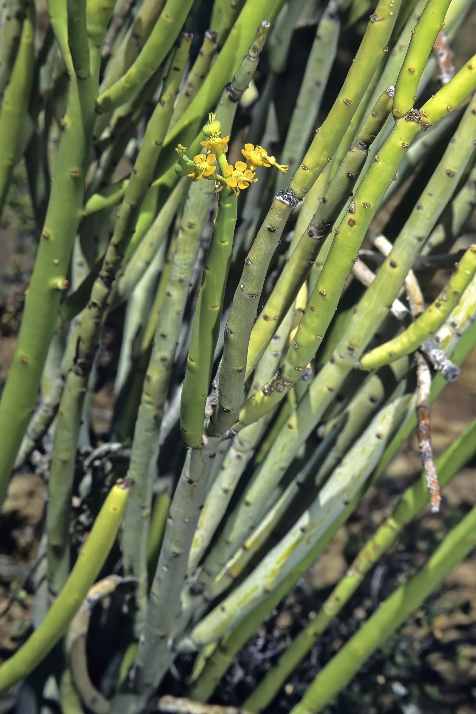 Golden Spurge (Euphorbia Mauritanica) — cactus / succulent for full or half; making it a practical and aesthetically pleasing addition to any garden design