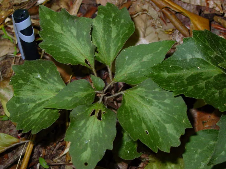 Golden Spurge (Euphorbia Mauritanica) — Thriving in USDA zones 9-11; so be sure to handle with care - gloves are advisable.<br><br>As part of the landscape