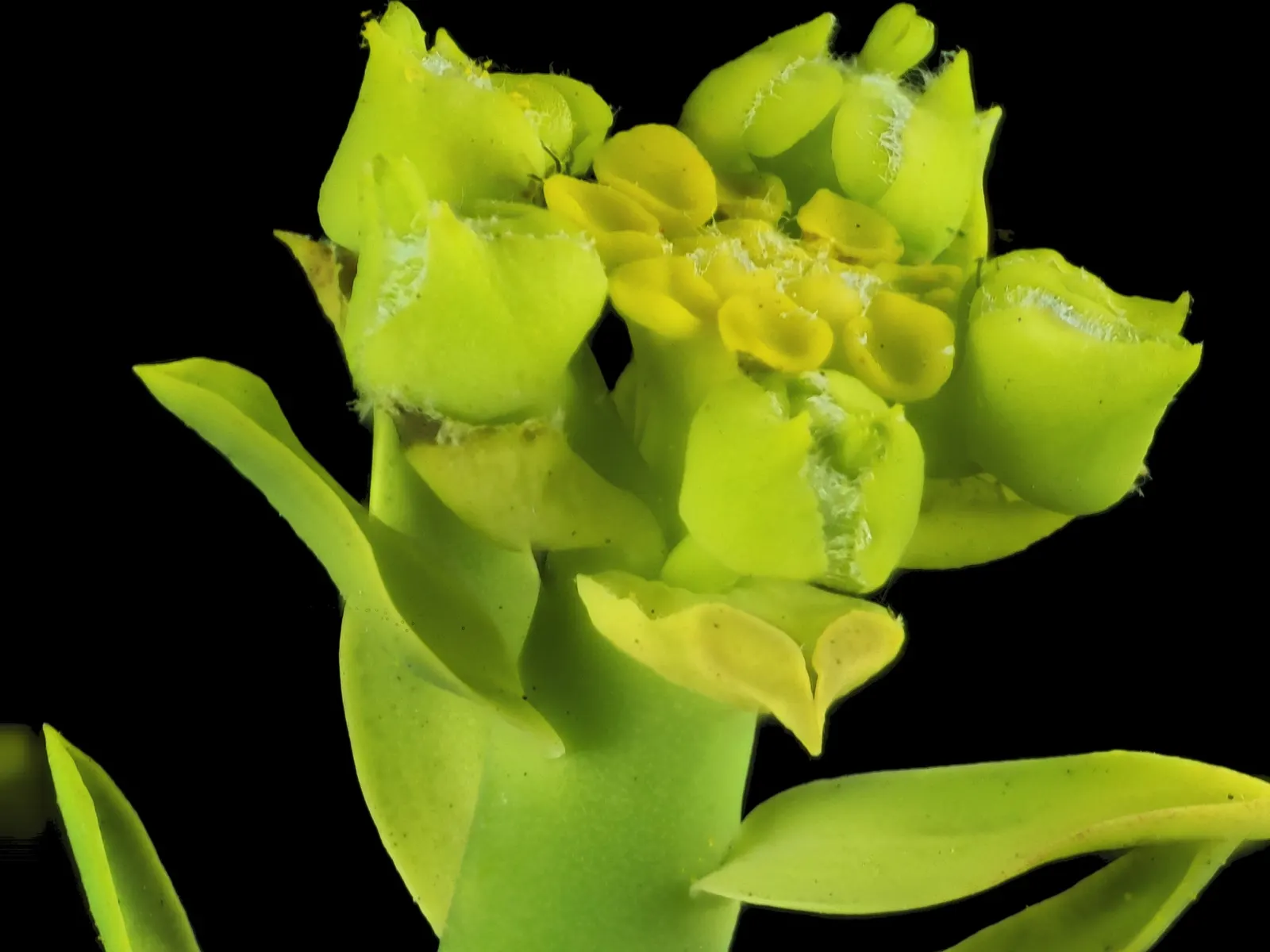 Golden Spurge (Euphorbia Mauritanica) — The Golden Spurge, or Euphorbia mauritanica, is a drought-resistant succulent, reaching 3 feet in height; this