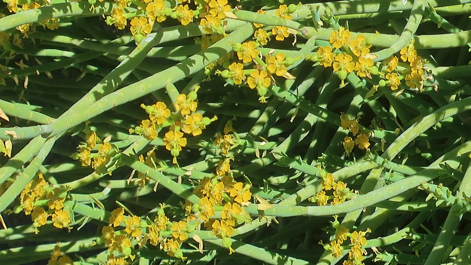 Golden Spurge (Euphorbia Mauritanica) — It's recommended to space plants approximately 18 to 24 inches apart to allow for mature growth; punctuated with its