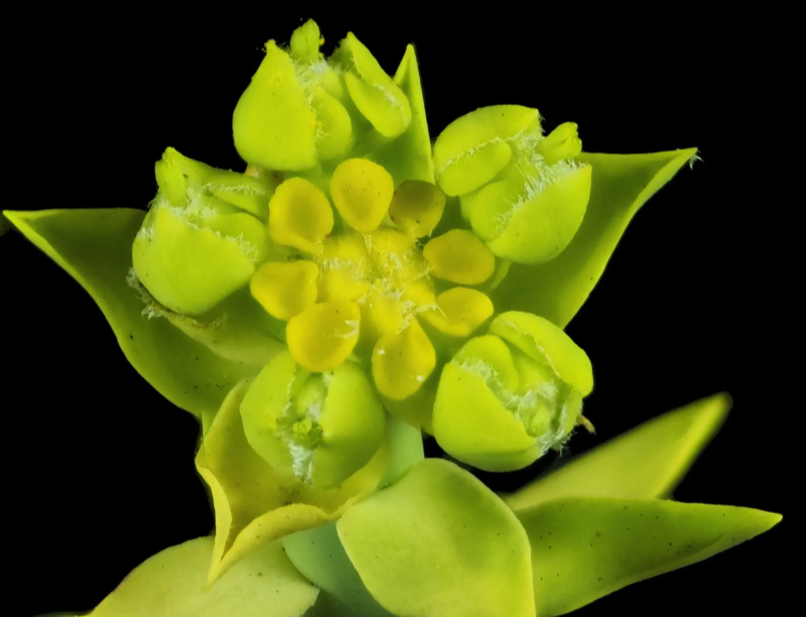 Golden Spurge (Euphorbia Mauritanica) — Ideal for xeriscapes and coastal settings; the Golden Spurge requires minimal watering once established