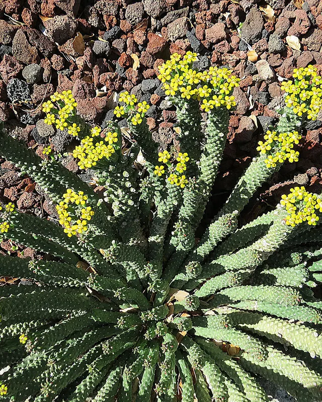 Golden Spurge (Euphorbia Mauritanica) — commonly referred to as Golden Spurge; yellow flowers in the garden
