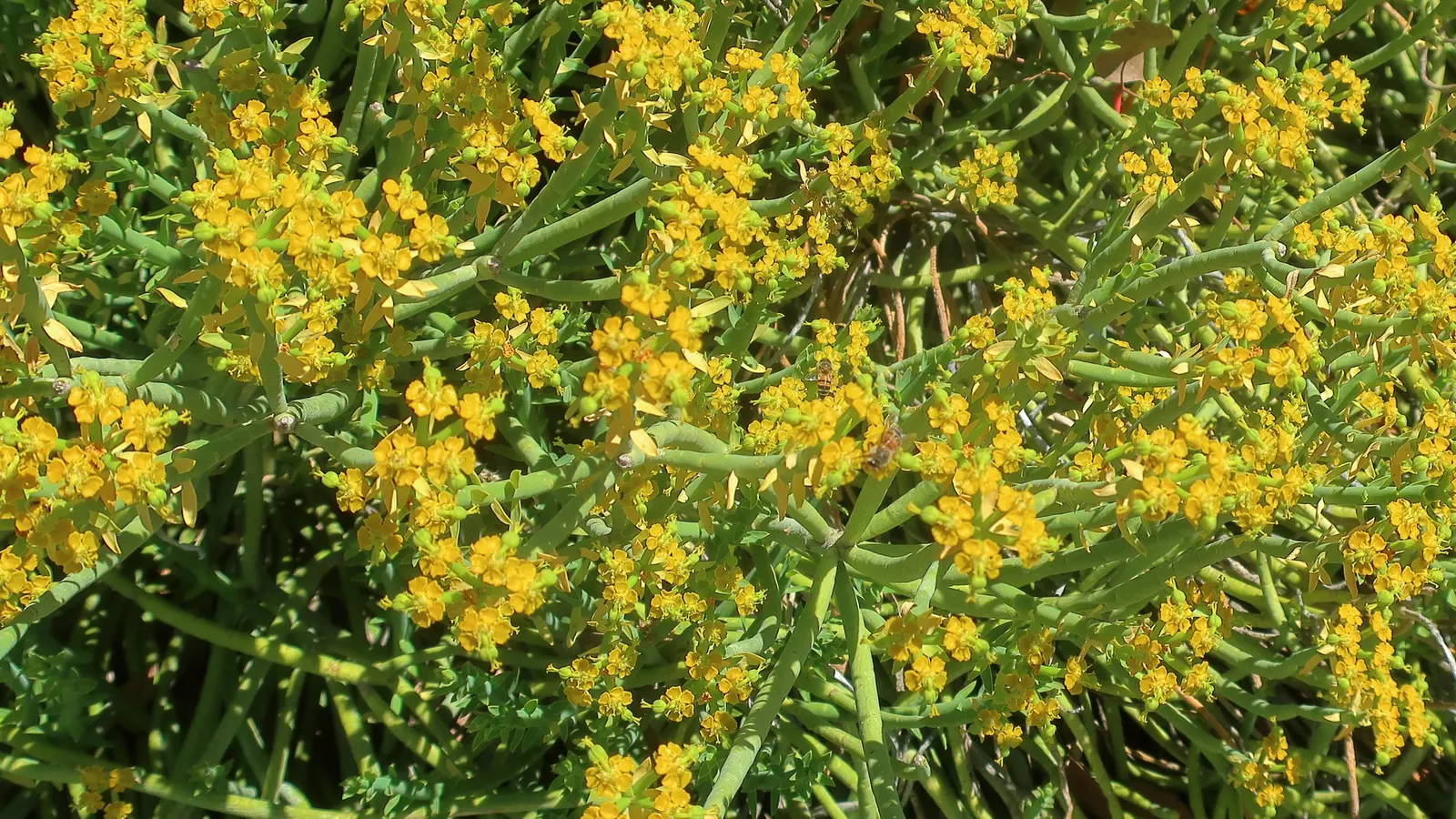 Golden Spurge (Euphorbia Mauritanica) — so be sure to handle with care - gloves are advisable.<br><br>As part of the landscape palette; thriving in USDA zones