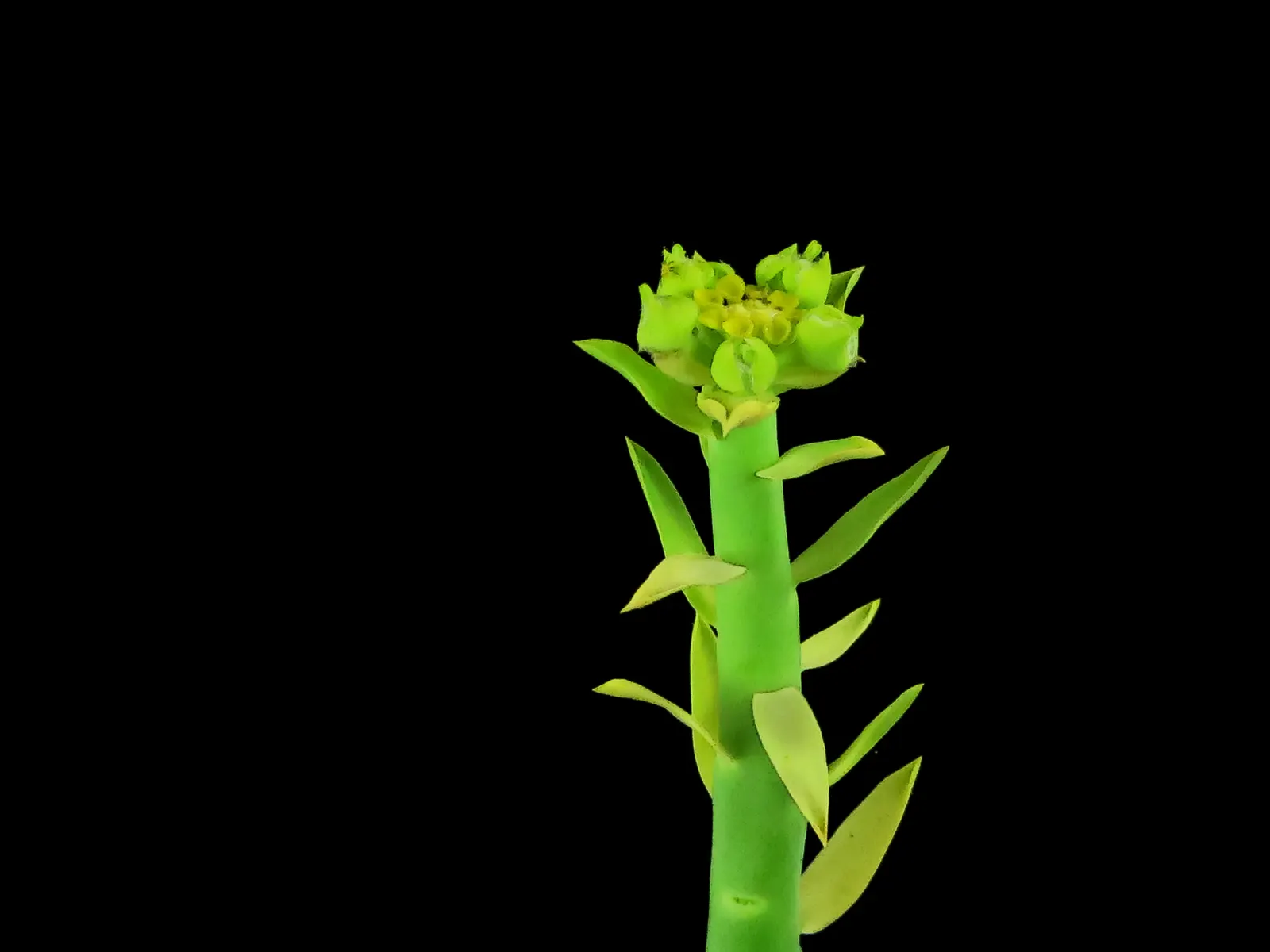 Golden Spurge (Euphorbia Mauritanica) — Its pencil-like, radiant green stems yield clusters of bright yellow blossoms, mainly in late winter to, image 26
