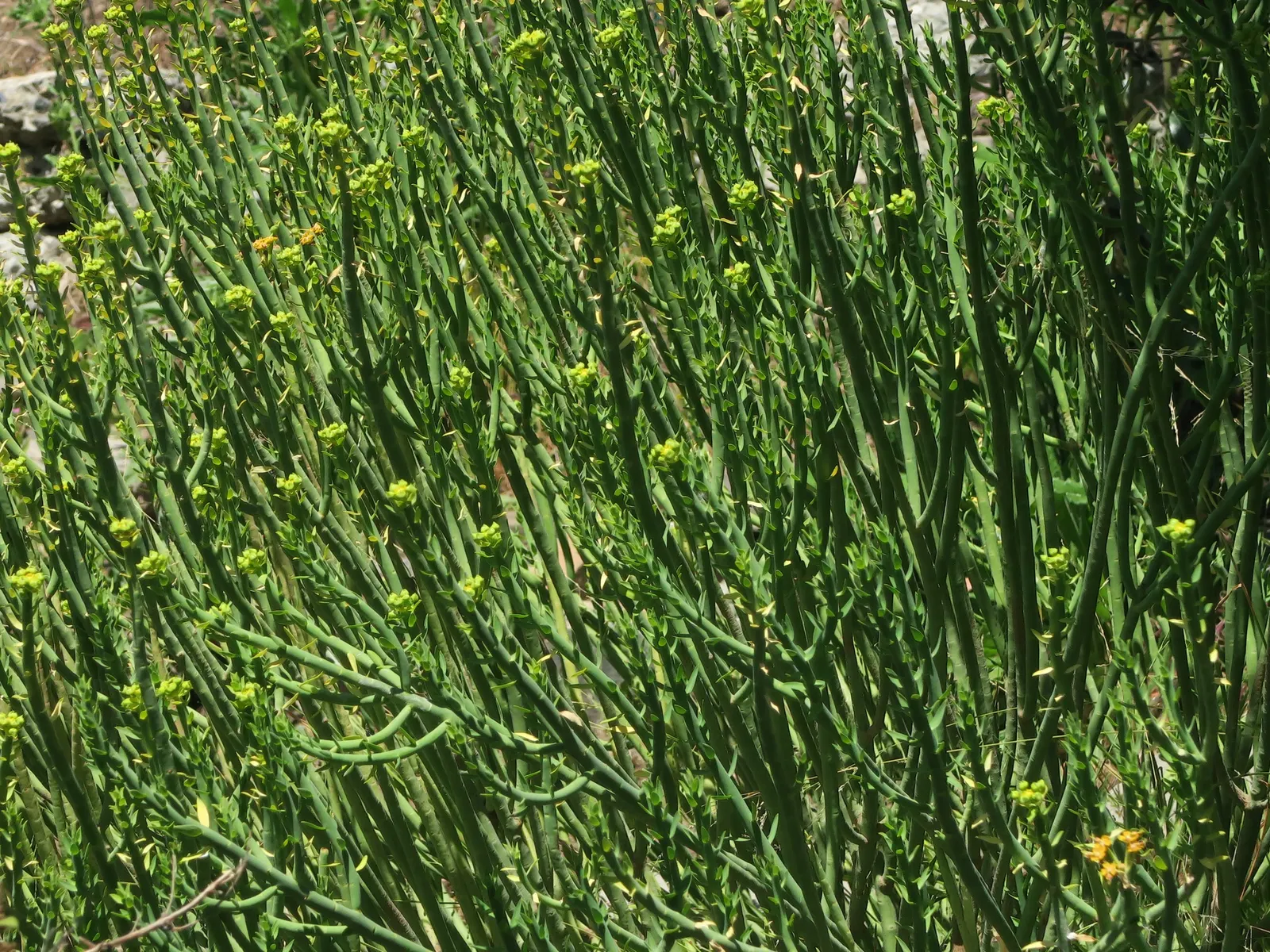 Golden Spurge (Euphorbia Mauritanica) — cactus / succulent for full or half