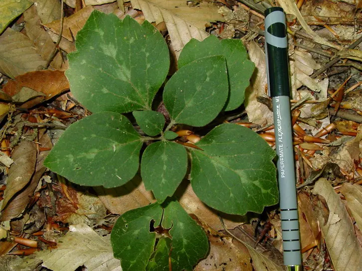 Golden Spurge (Euphorbia Mauritanica) — this low-maintenance plant prefers full sun to partial shade and well-drained soils; the Golden Spurge, or Euphorbia
