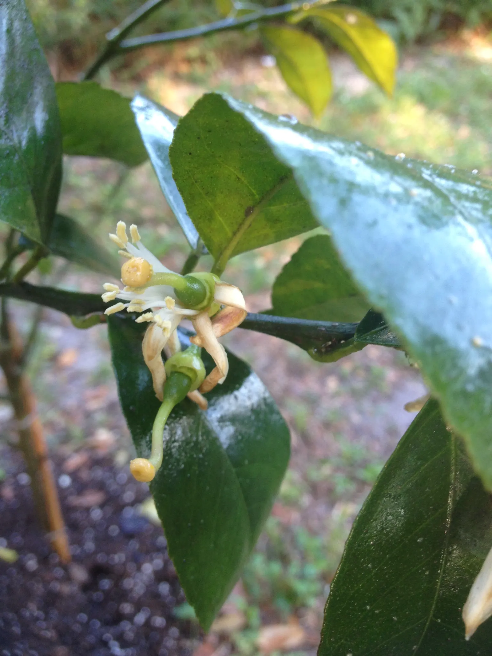Improved Meyer Lemon (Citrus X 'Improved Meyer') — Mature size is about 6-10 feet high and wide