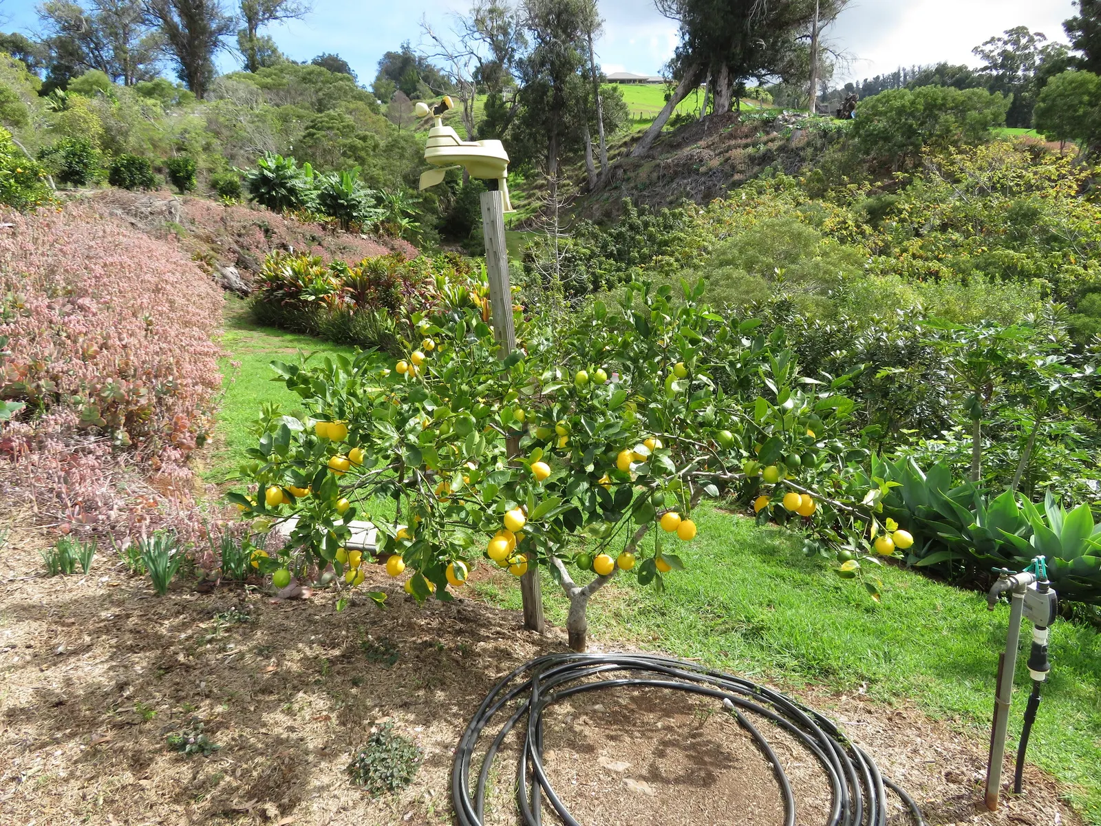 Improved Meyer Lemon (Citrus X 'Improved Meyer') — dwarf citrus variety prized for its fragrant blooms and sweeter