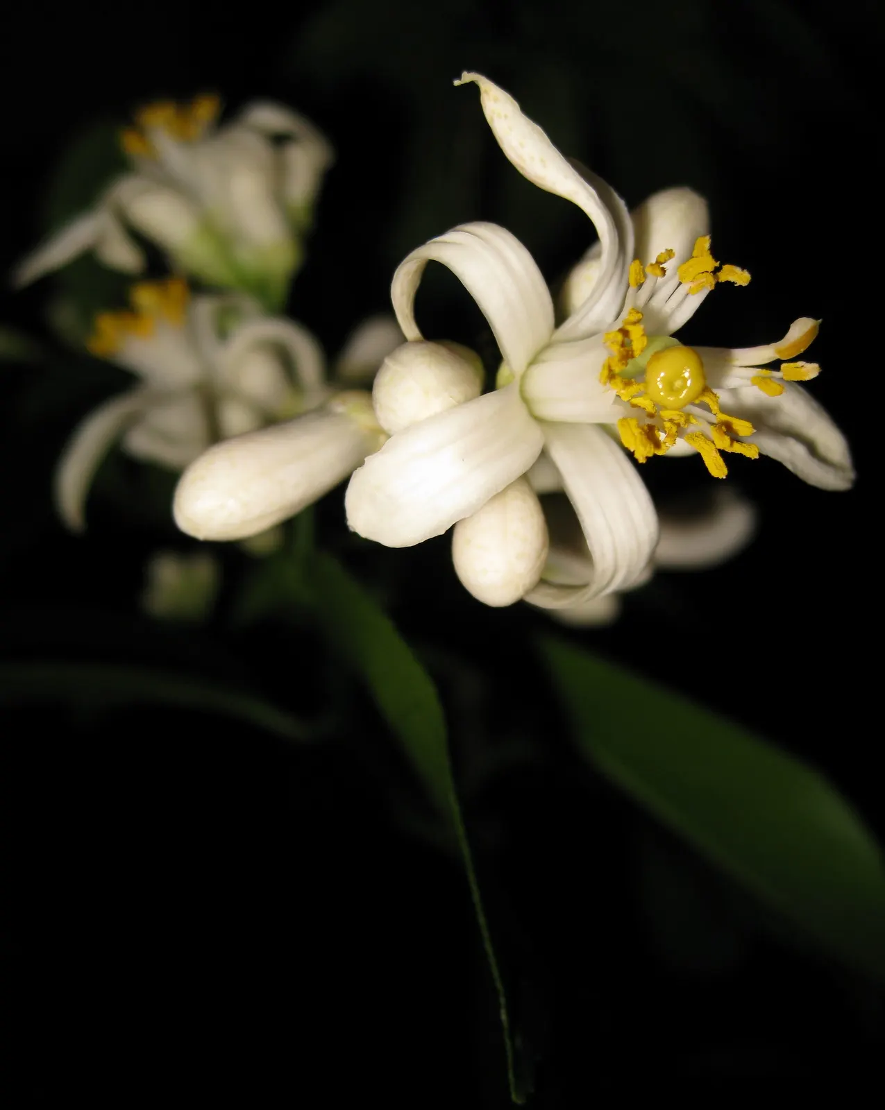 Improved Meyer Lemon (Citrus X 'Improved Meyer') — The Improved Meyer Lemon (Citrus x 'Improved Meyer') is a cold-hardier