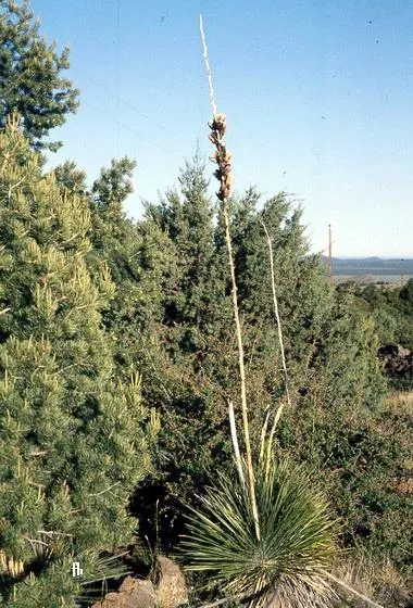 Soaptree Yucca (Yucca Elata) — This drought-tolerant species prefers full sun and well-drained soils
