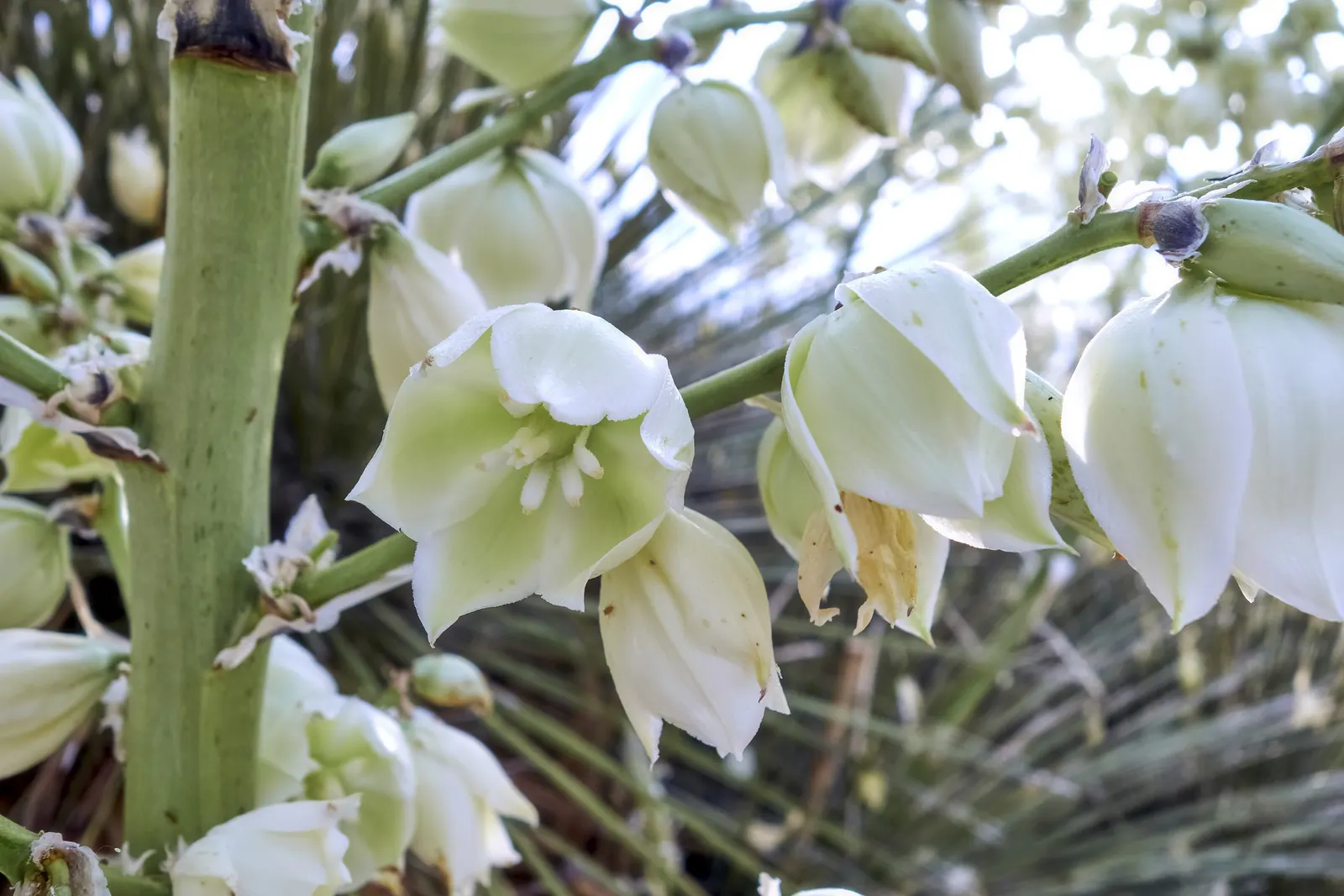 Soaptree Yucca (Yucca Elata) — the plant may produce edible