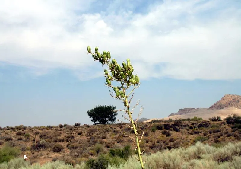 Soaptree Yucca (Yucca Elata) — A native of the southwestern United States and parts of Mexico