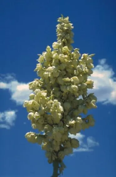 Soaptree Yucca (Yucca Elata) — shrub with white blooms