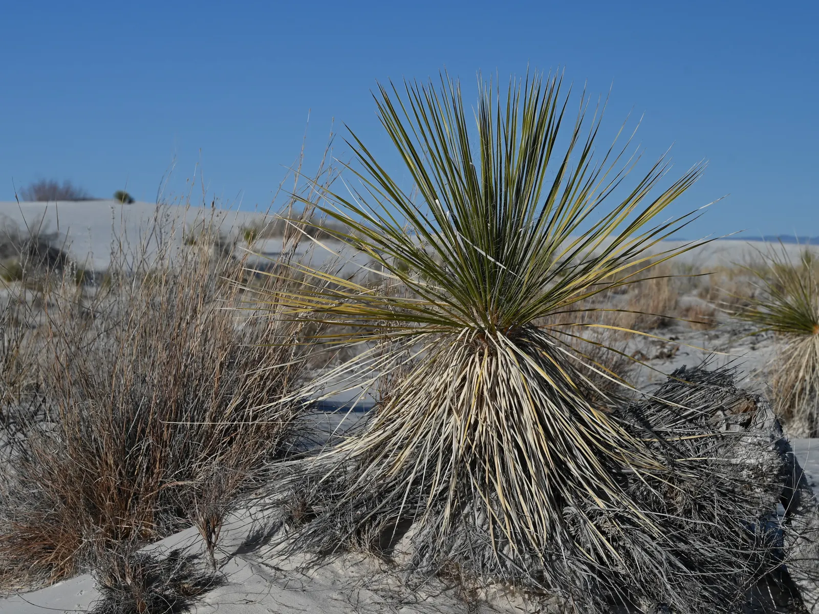 Soaptree Yucca (Yucca Elata) — The Soaptree Yucca (Yucca elata) is a resilient desert perennial, reaching up to 15 feet tall