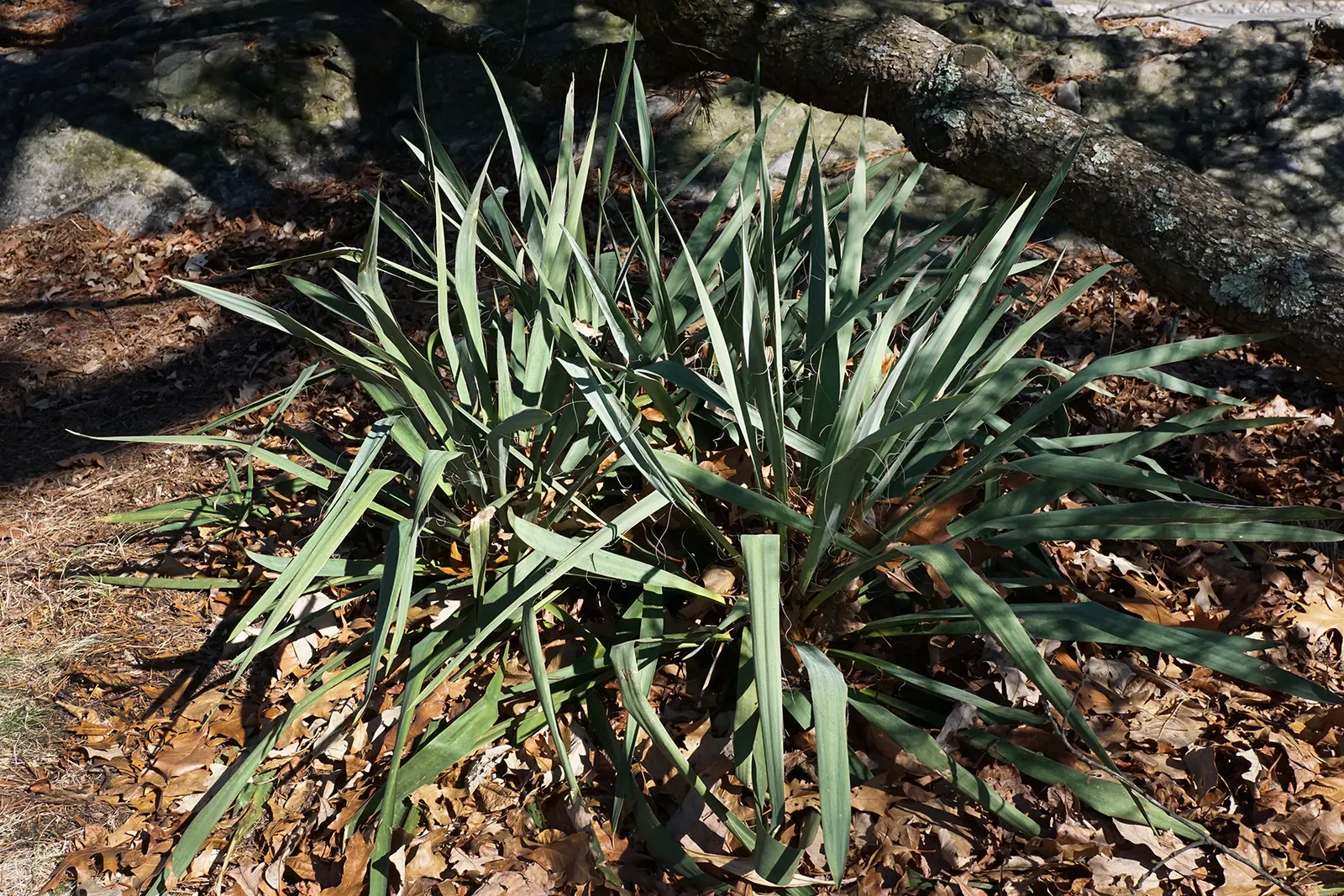 Soaptree Yucca (Yucca Elata) — Its defining features include a thick; round rosette at the top of an elongated trunk