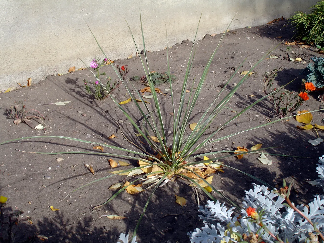 Soaptree Yucca (Yucca Elata) — white flowers in the garden