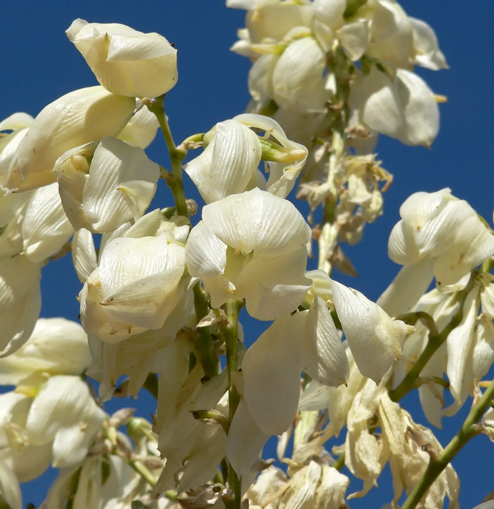 Soaptree Yucca (Yucca Elata) — These leaves display a narrow profile and are edged with fine