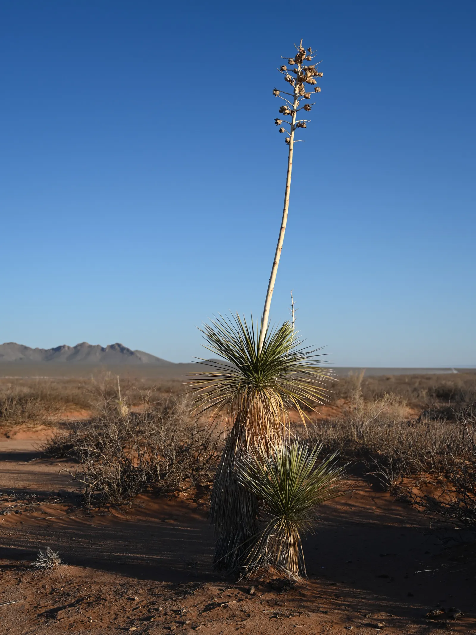 Soaptree Yucca (Yucca Elata) — white fibers.<br><br>Spring to early summer heralds the emergence of stunning
