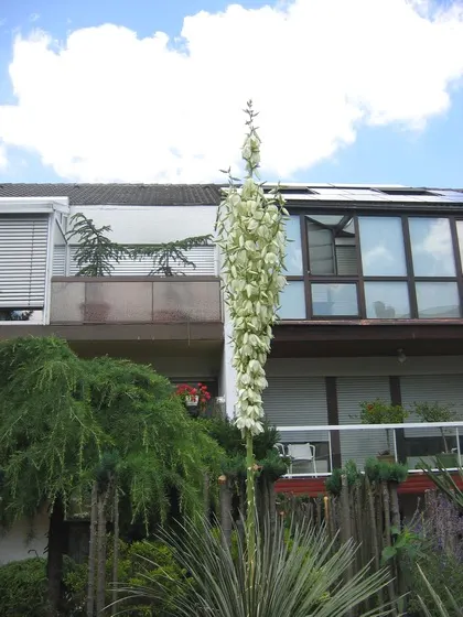 Soaptree Yucca (Yucca Elata) — the bell-shaped blooms are both attractive to humans and essential for local pollinators