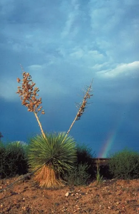Soaptree Yucca (Yucca Elata) — Come late spring, spectacular creamy-white flowers bloom on stalks up to 6 feet high; shrub with white blooms