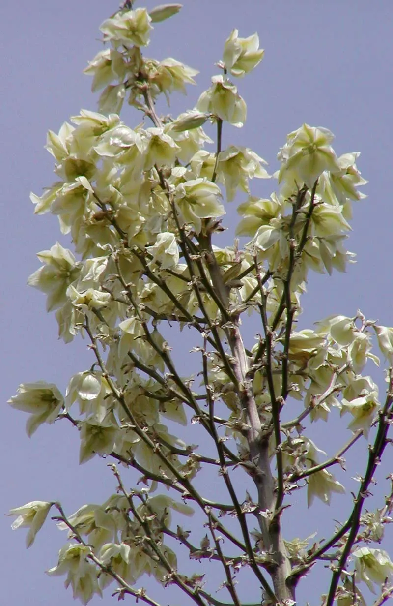Soaptree Yucca (Yucca Elata) — Arranged on a towering spike up to 15 feet tall