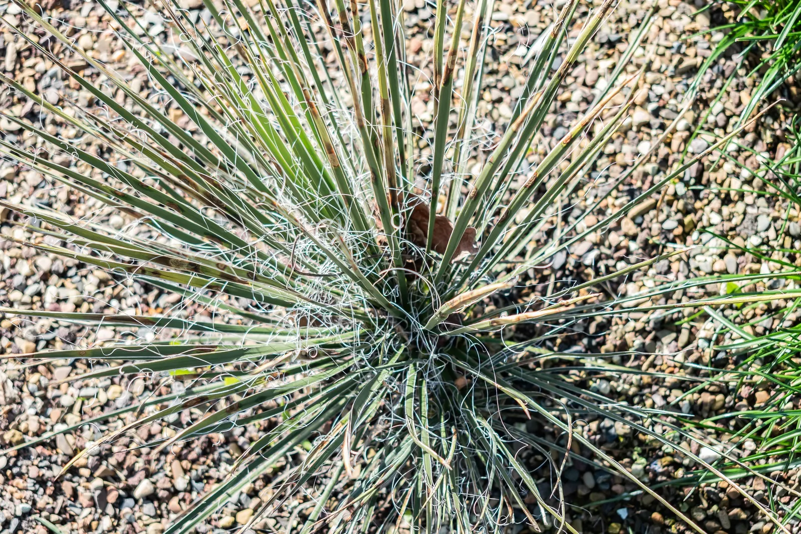 Soaptree Yucca (Yucca Elata) — round rosette at the top of an elongated trunk; requiring only occasional grooming to remove spent flower stalks and dead foliage