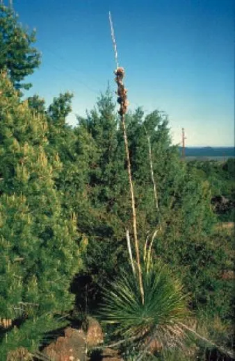 Soaptree Yucca (Yucca Elata) — Come late spring, spectacular creamy-white flowers bloom on stalks up to 6 feet high